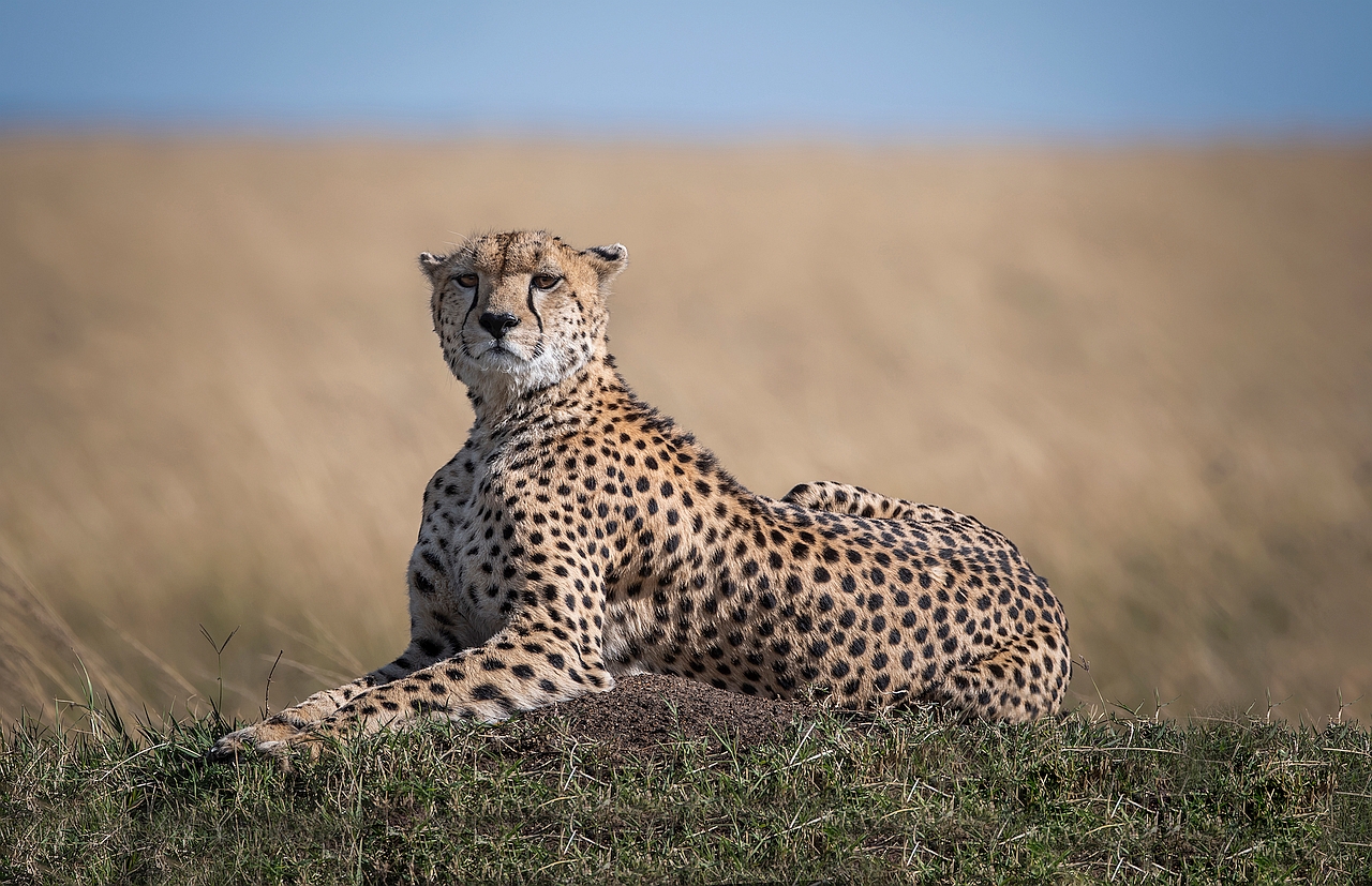 28 P. Elegant Sylvia Schwed